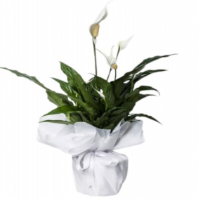  Çerkezköy Çiçek Siparişi Saksıda Beyaz Spatifilyum